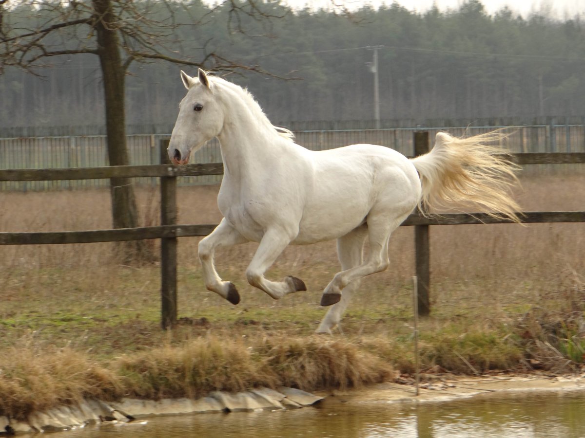 Hungarian Horse