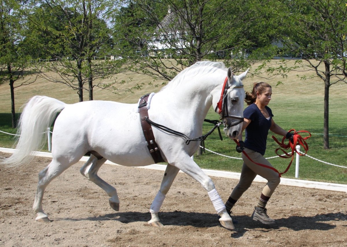 Spanische Hofreitschule Вена