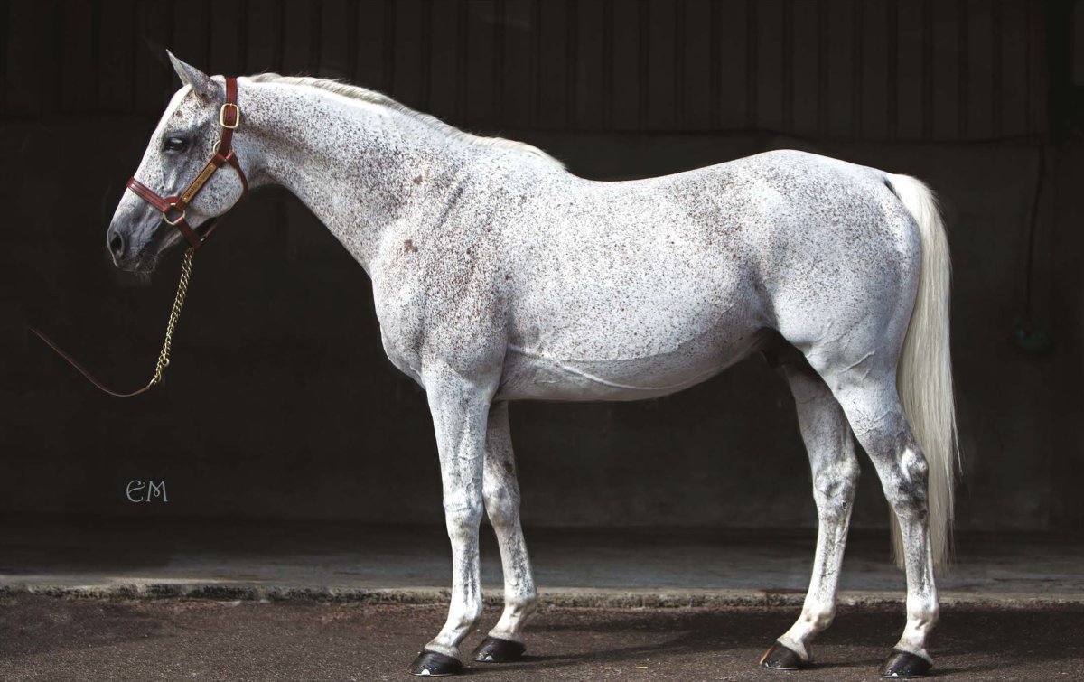 Лошади породы Липициан