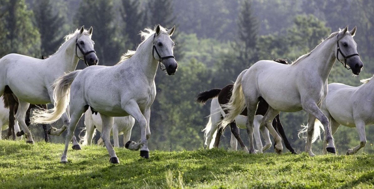 Лошади породы Липициан