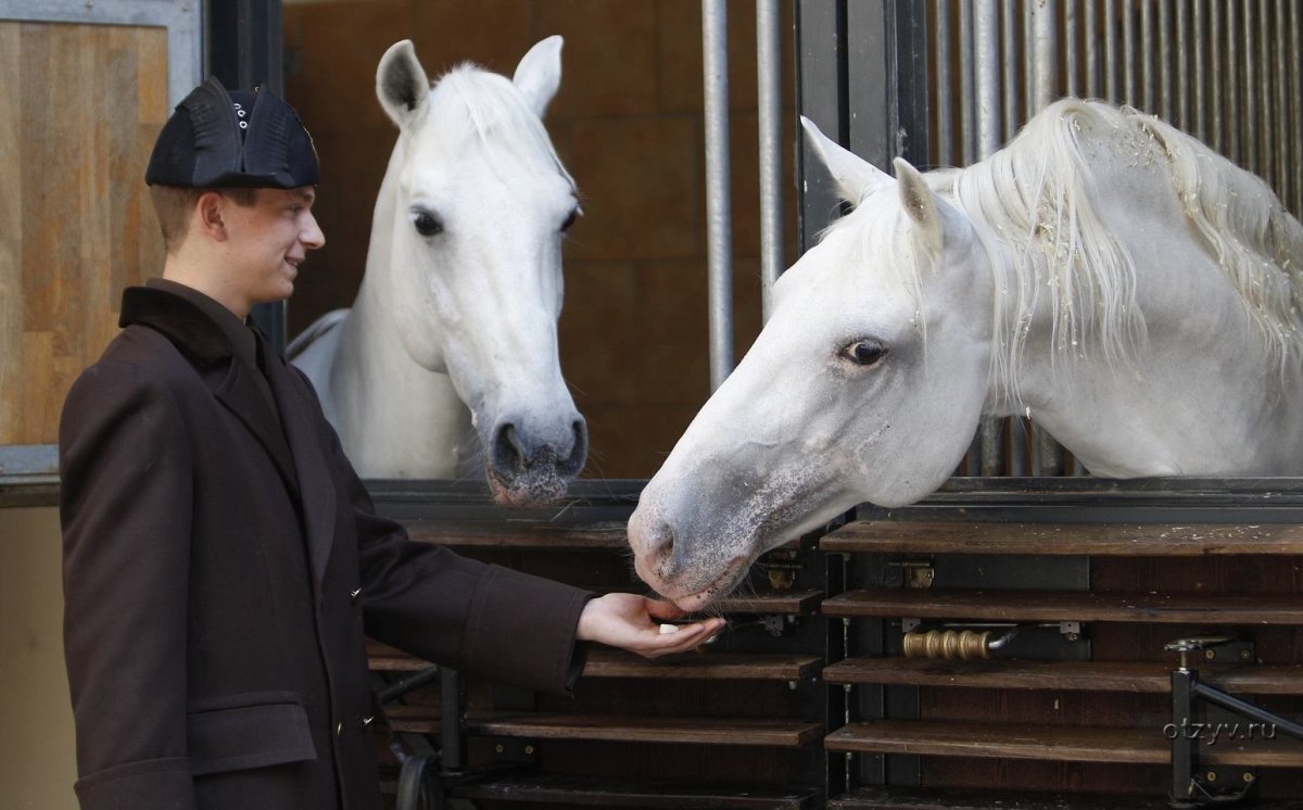 Липицианская порода