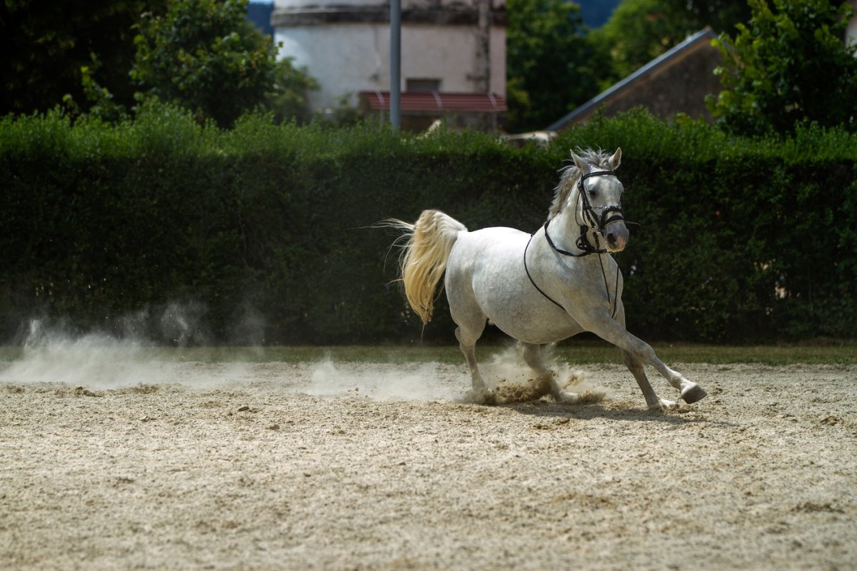 Липпицианская лошадь