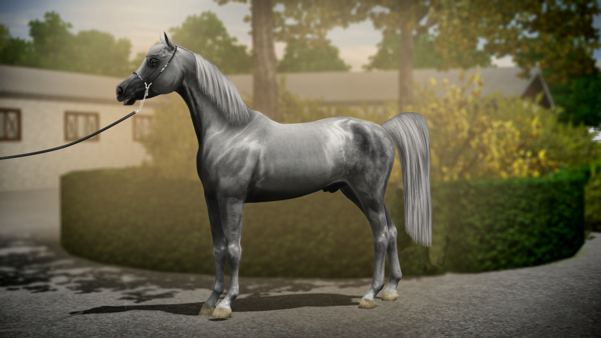 Лошадь породы Сток Хорс