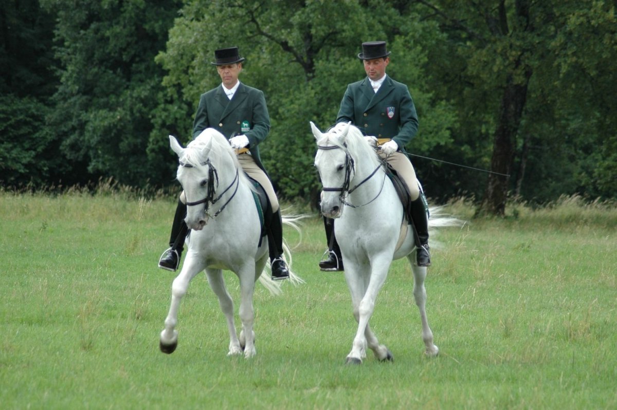 Серая лошадь конкур