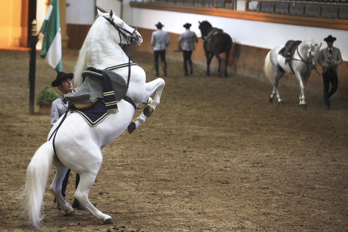 Липпицианский жеребец Mojo