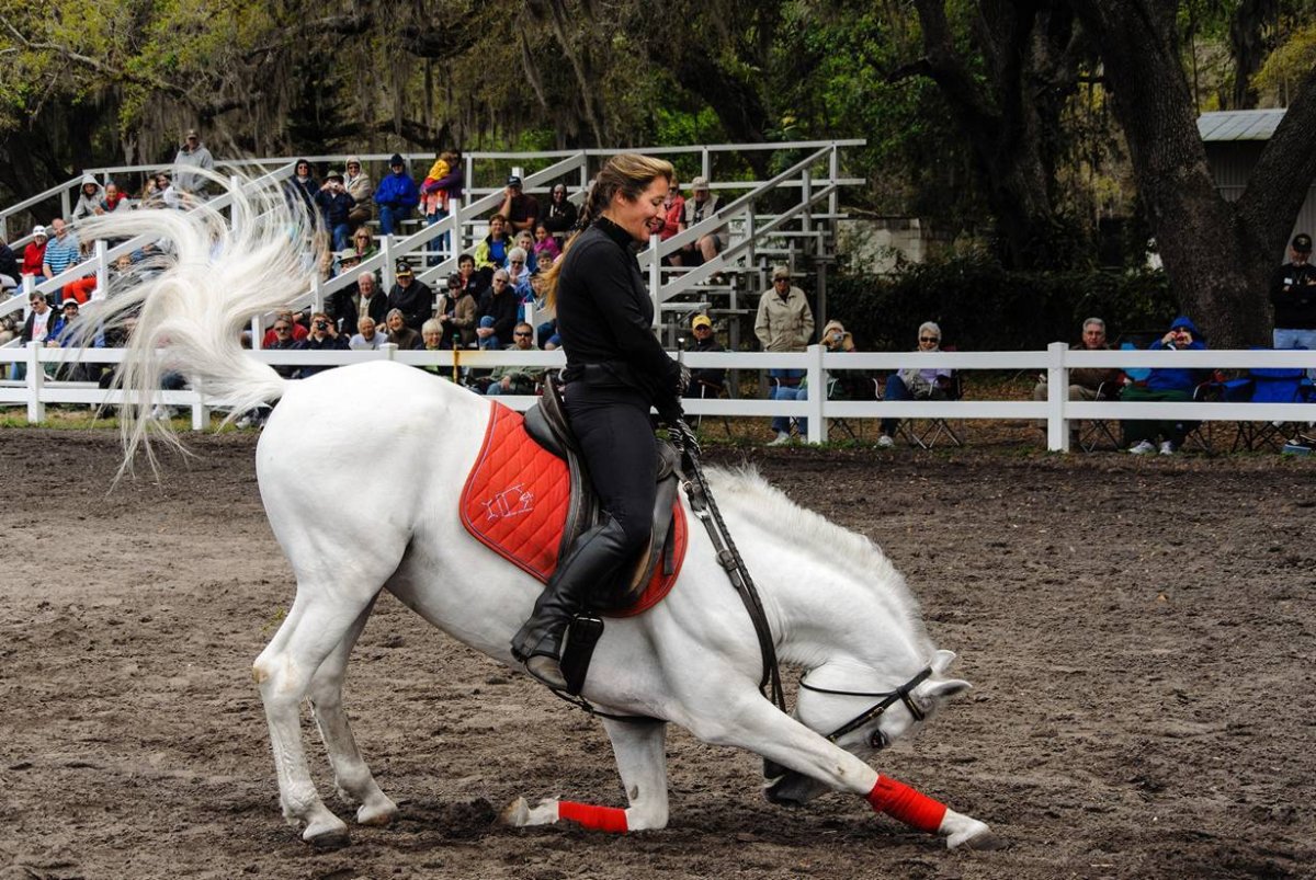 Лошади породы Липициан