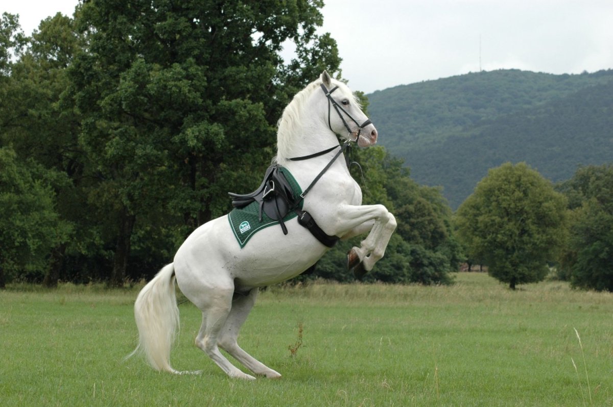 Липицианская порода лошадей