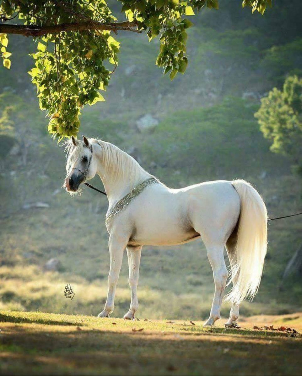 Липпицианская лошадь масти