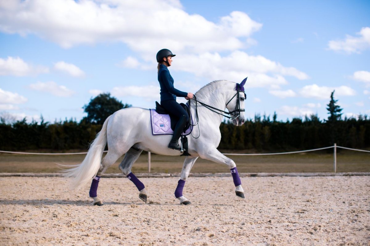 Липпицианская лошадь