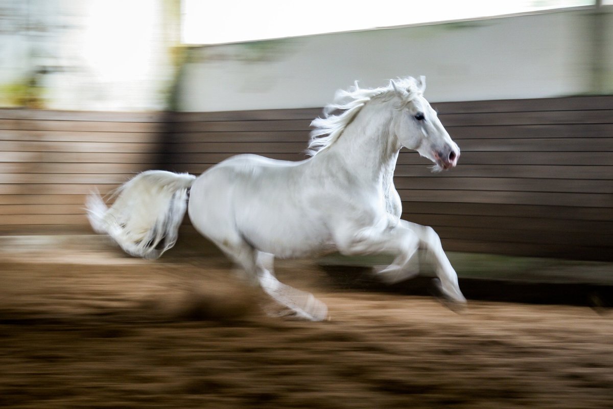Липицианская порода