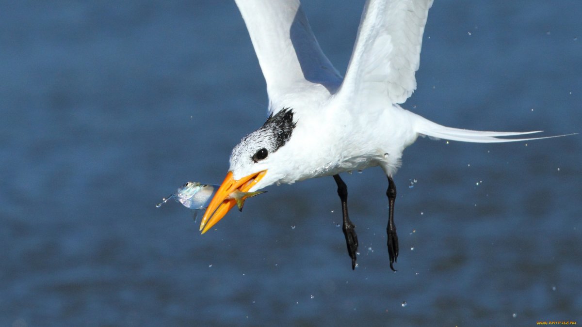 Баклан чайковый