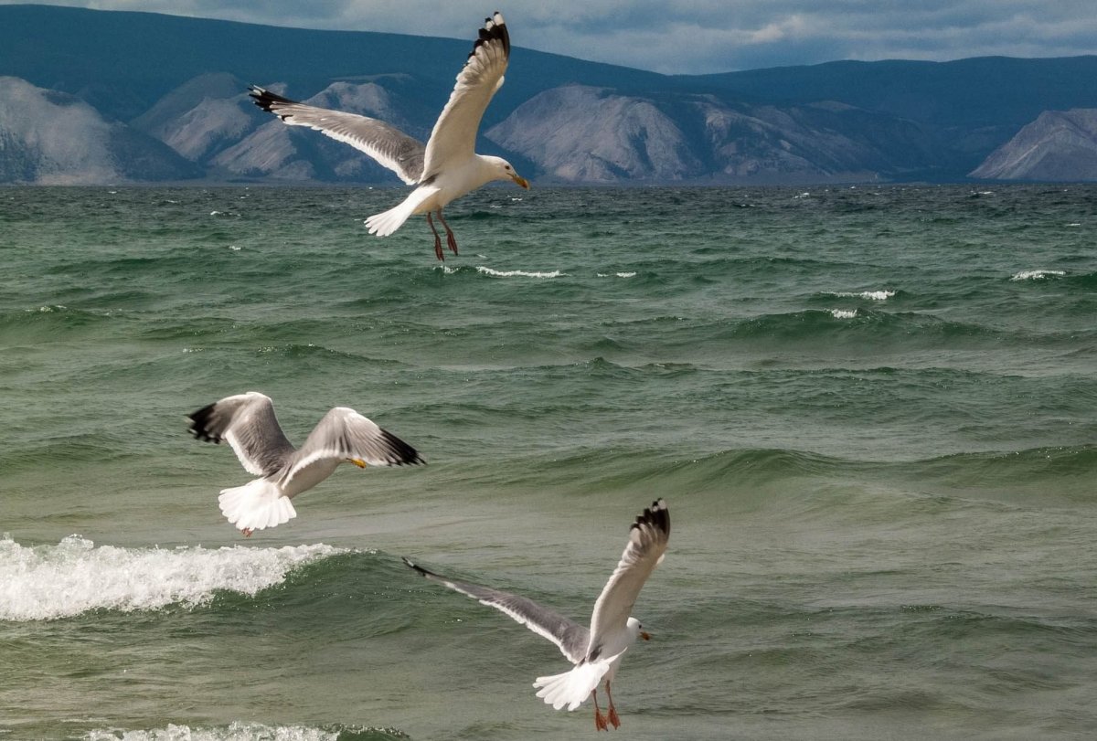 Остров чаек Ольхон