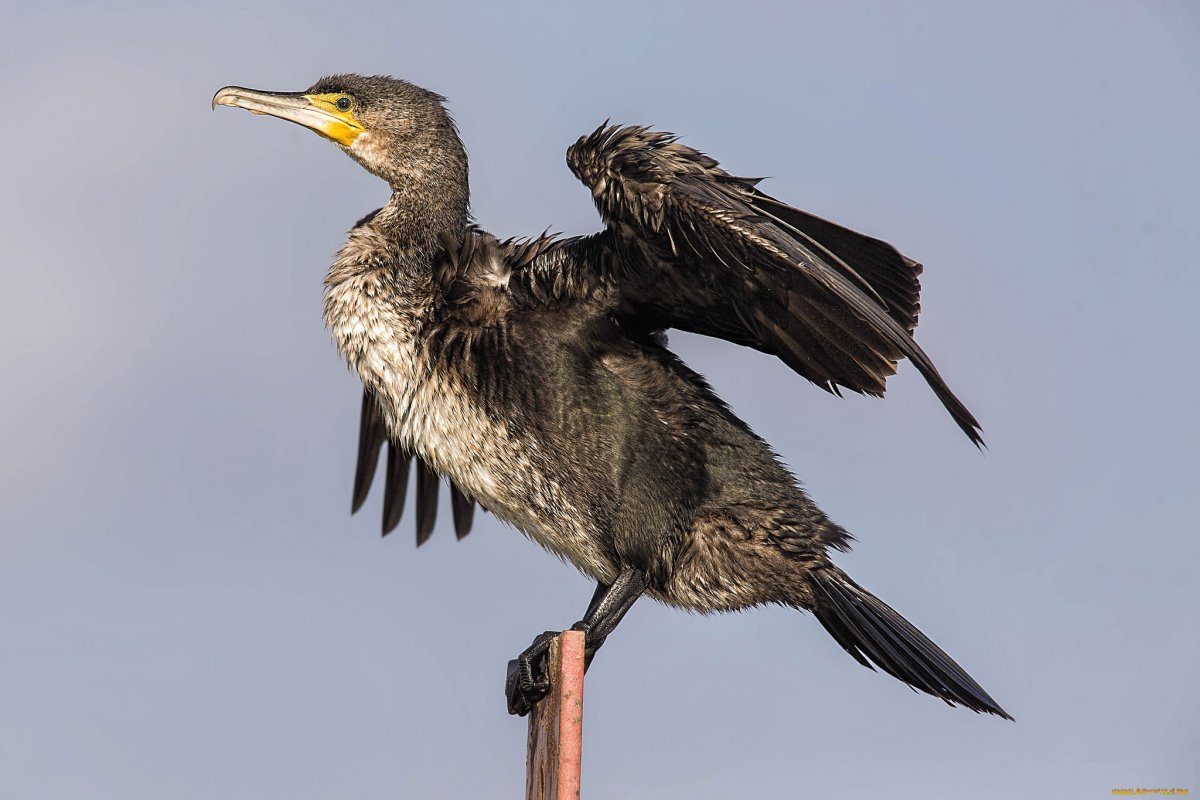 Мурманский Баклан