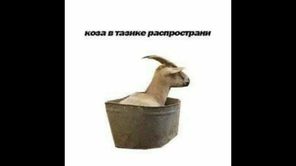 Коза в тазике
