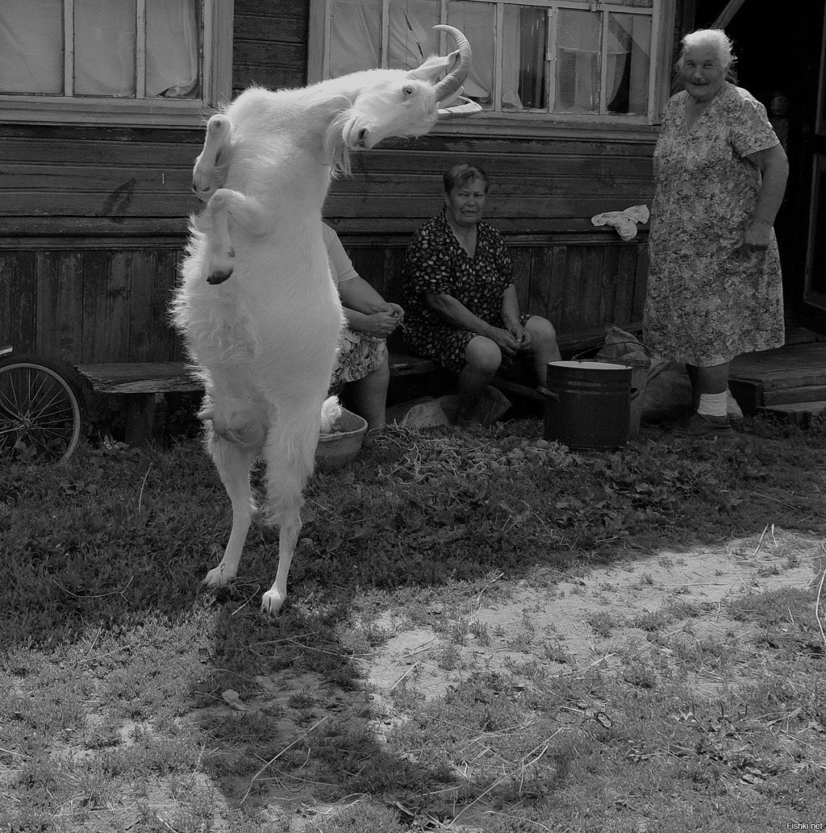 Коза демотиватор