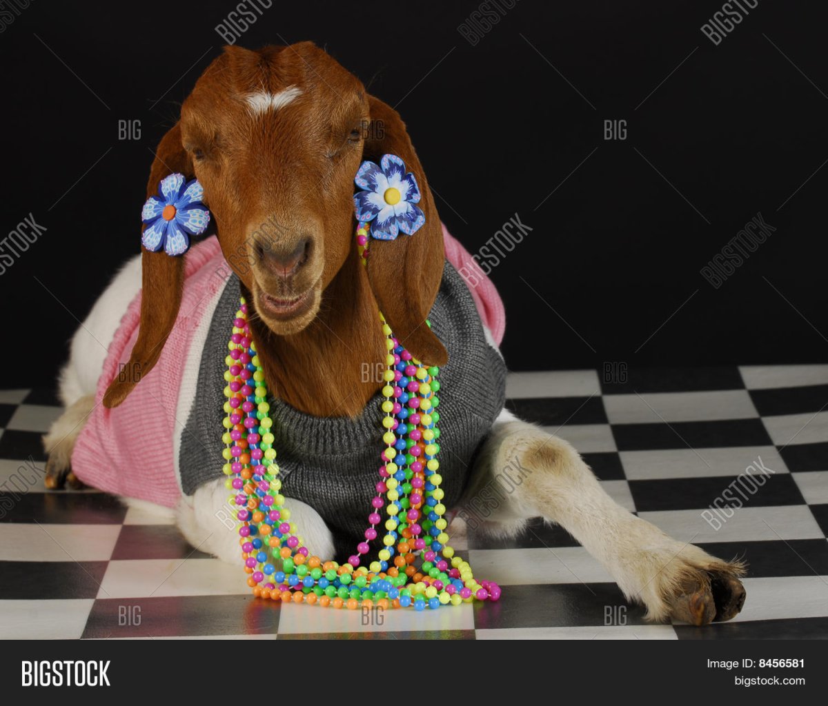 Нарядная коза