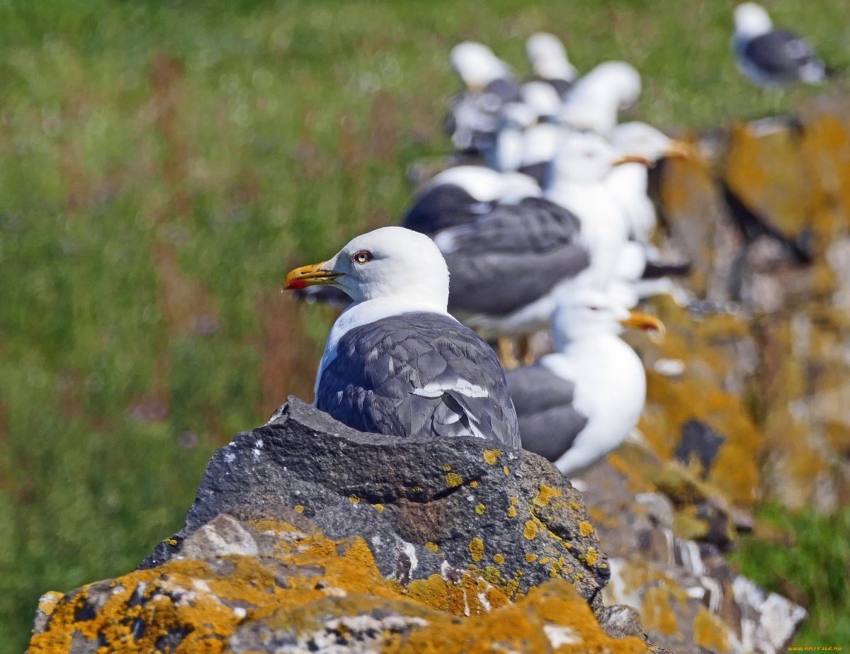 Чайка Баклан фото птицы