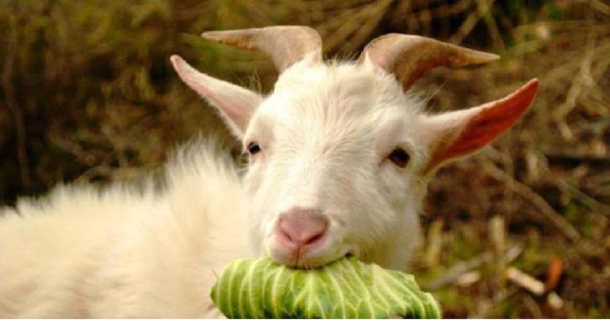 Козлик в огороде