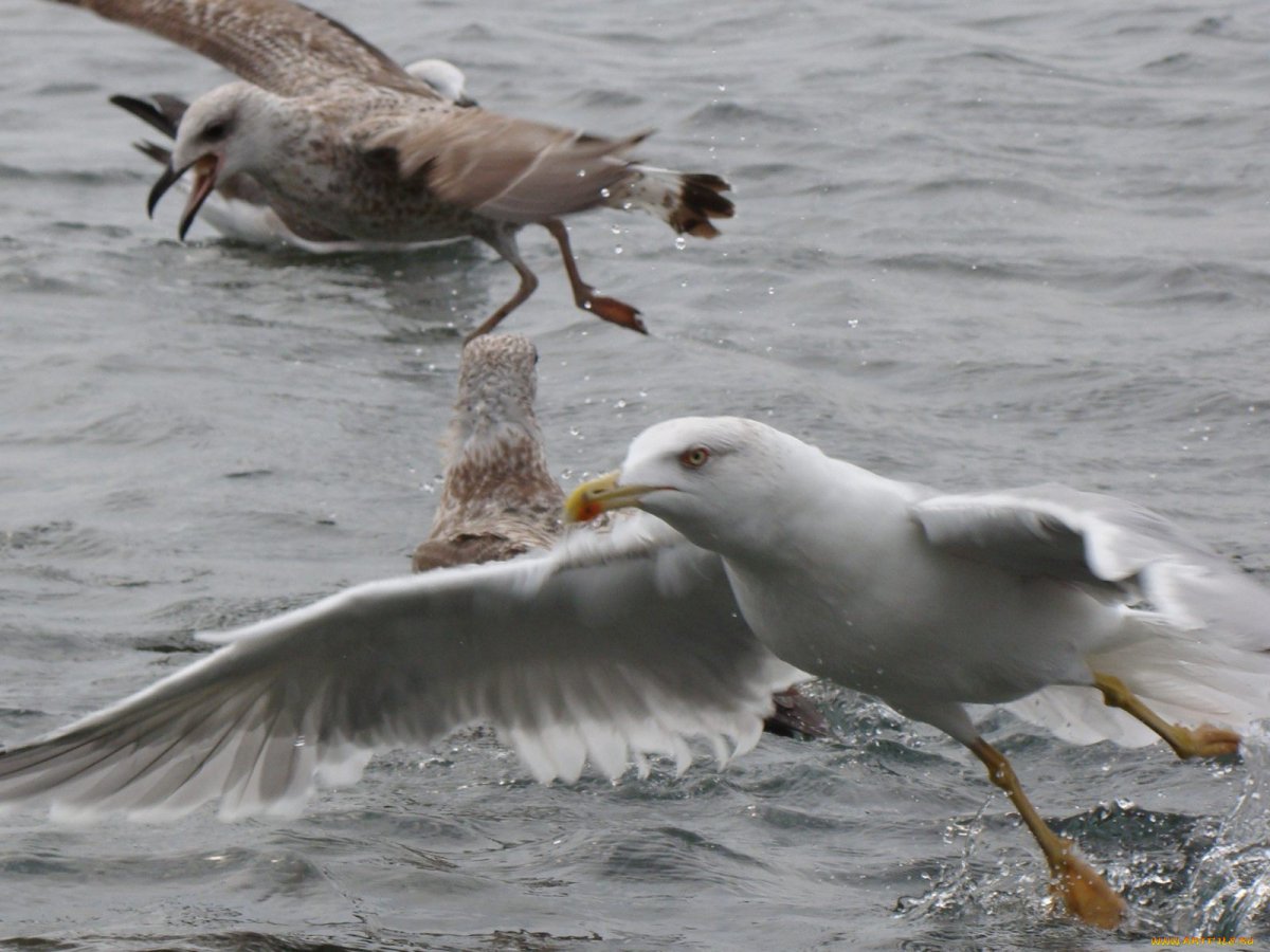 Баклан чайковый