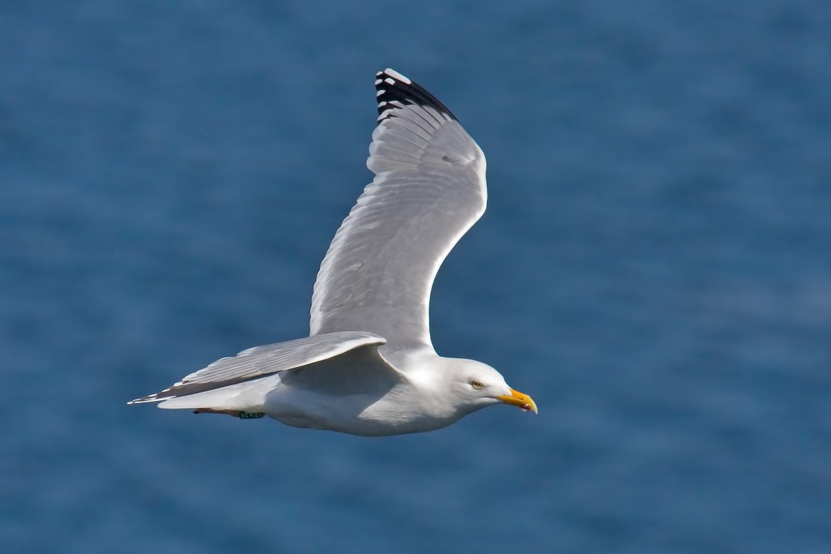Серебристая Полярная Чайка