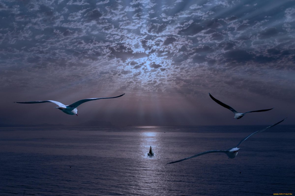 Птицы над морем