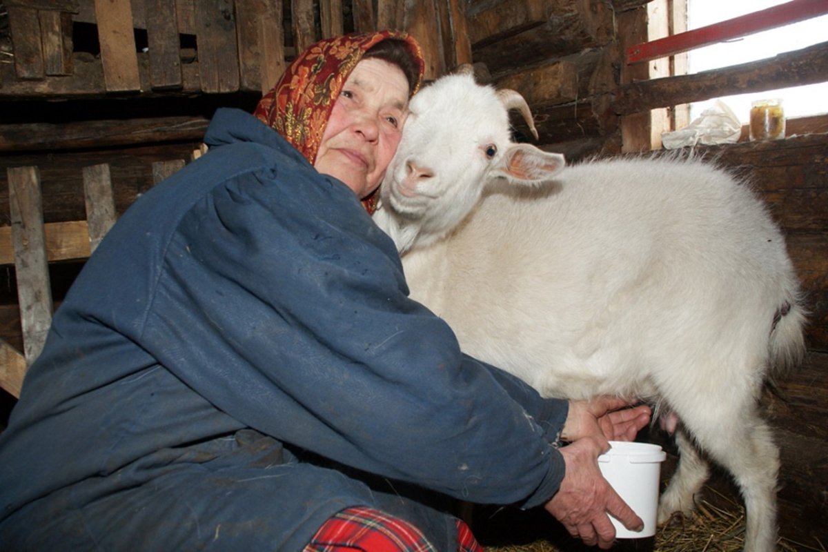 Корова в деревне у бабушки