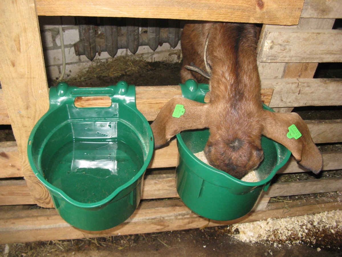 Поилка для коз