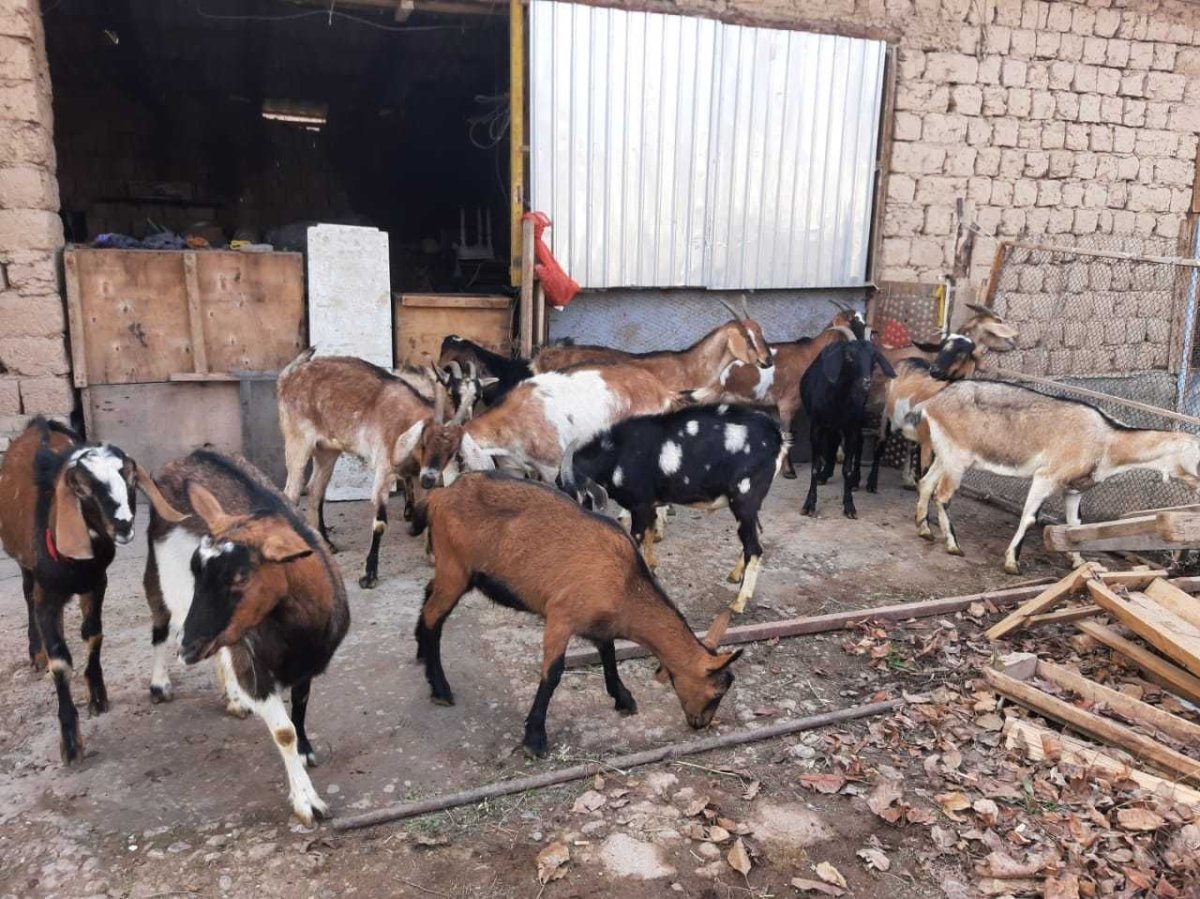 Породистые козлята