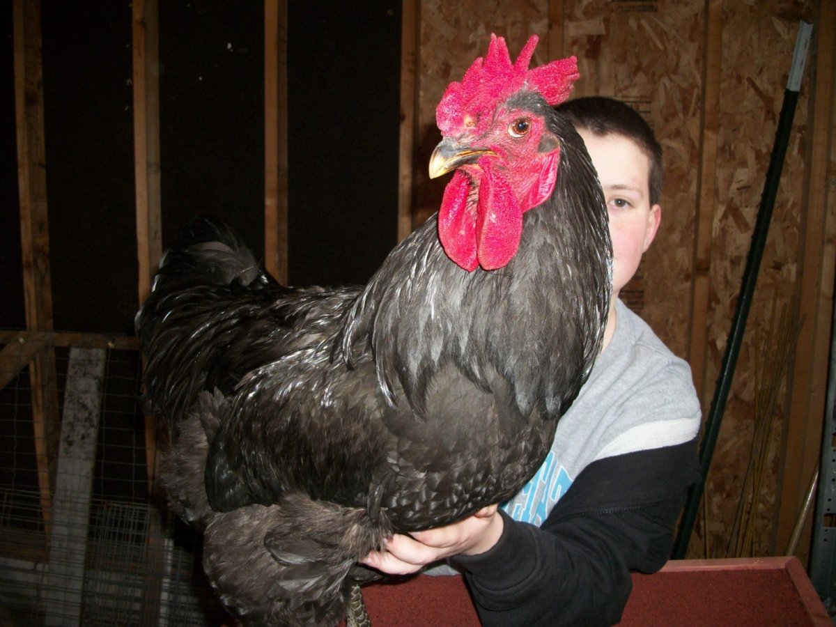 Джерсийский гигант порода