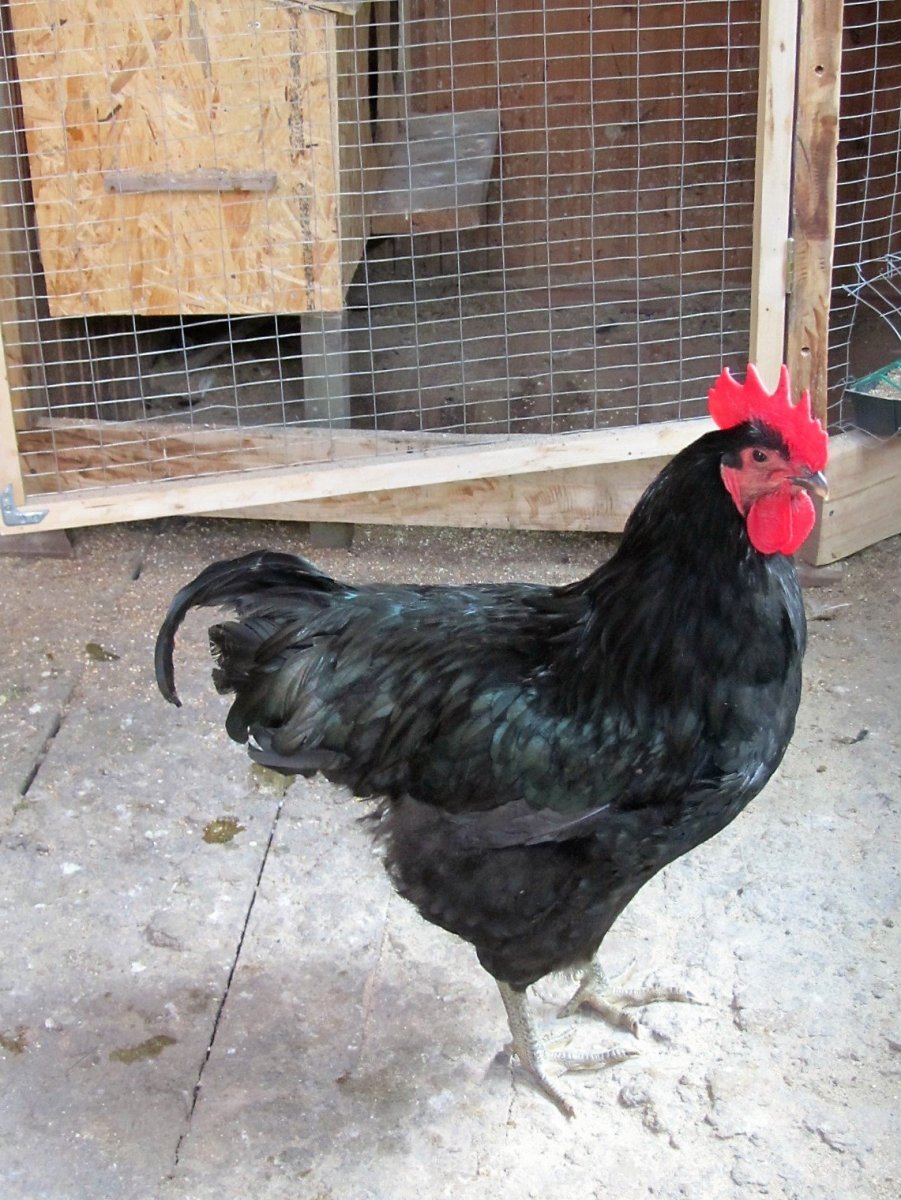 Джерсийский гигант куры