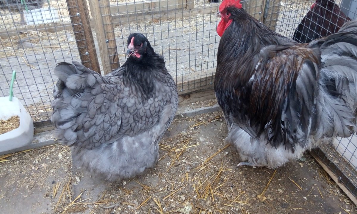 Гигантская курица