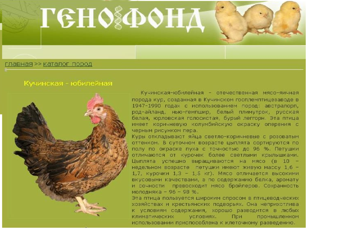 Голошейка Sasso