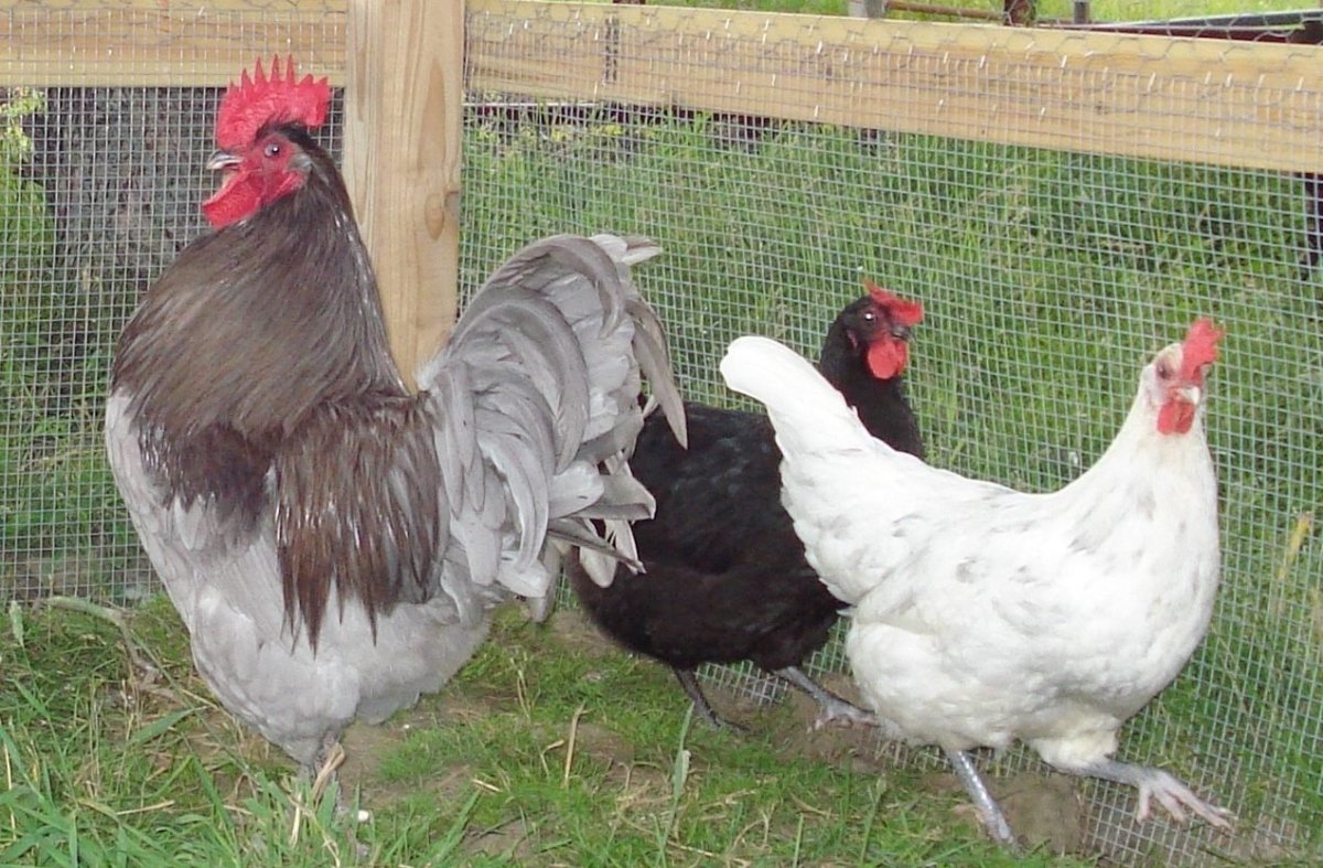 Breed Chicken джерси