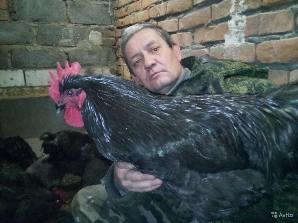 Jersey giant Rooster