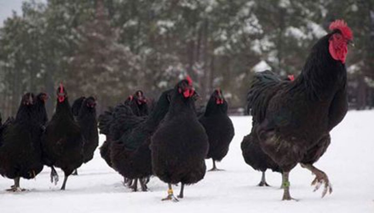 Джерсийский гигант порода