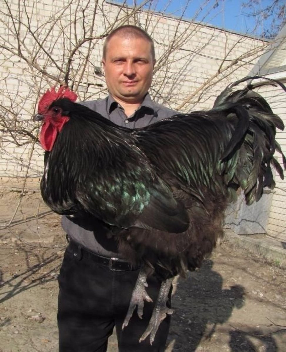 Куры гиганты породы Брама