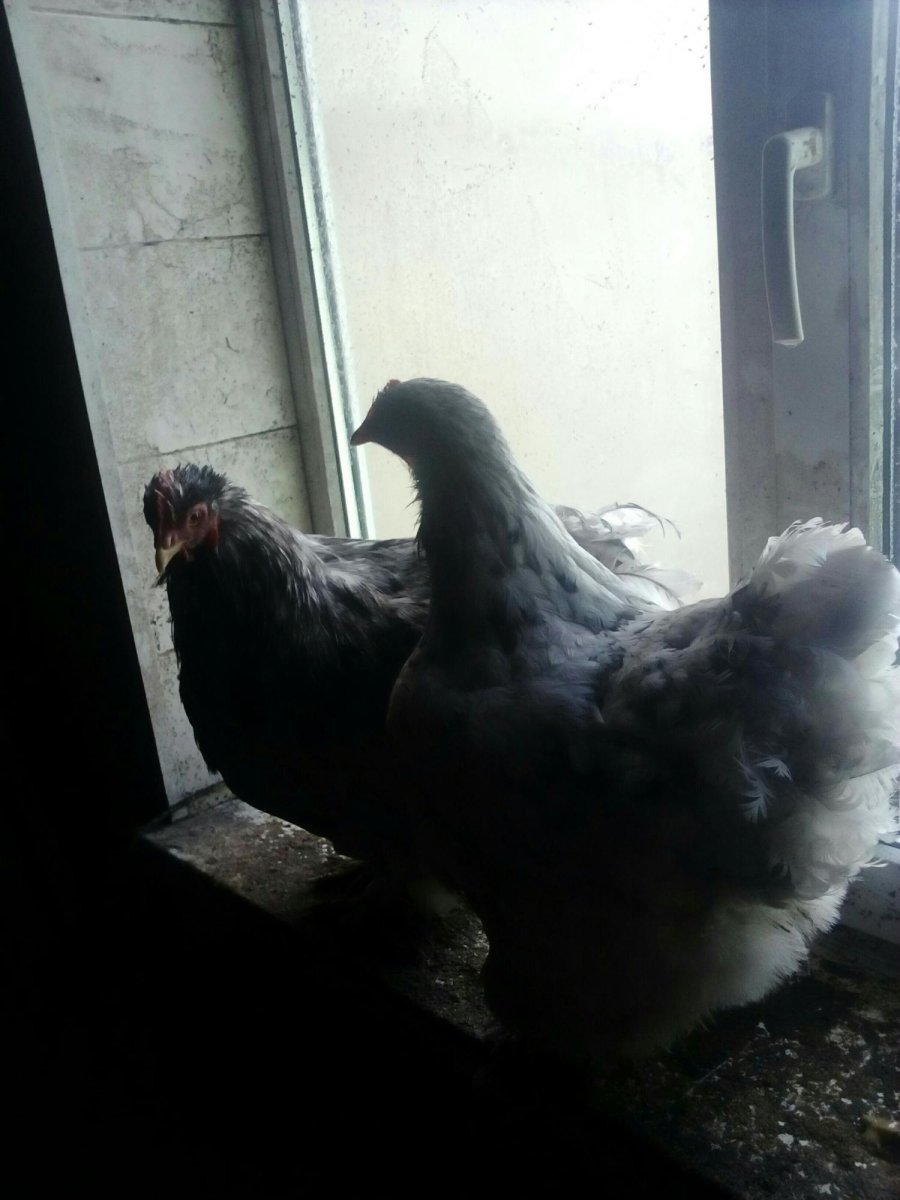 Джерсийский гигант Сплеш