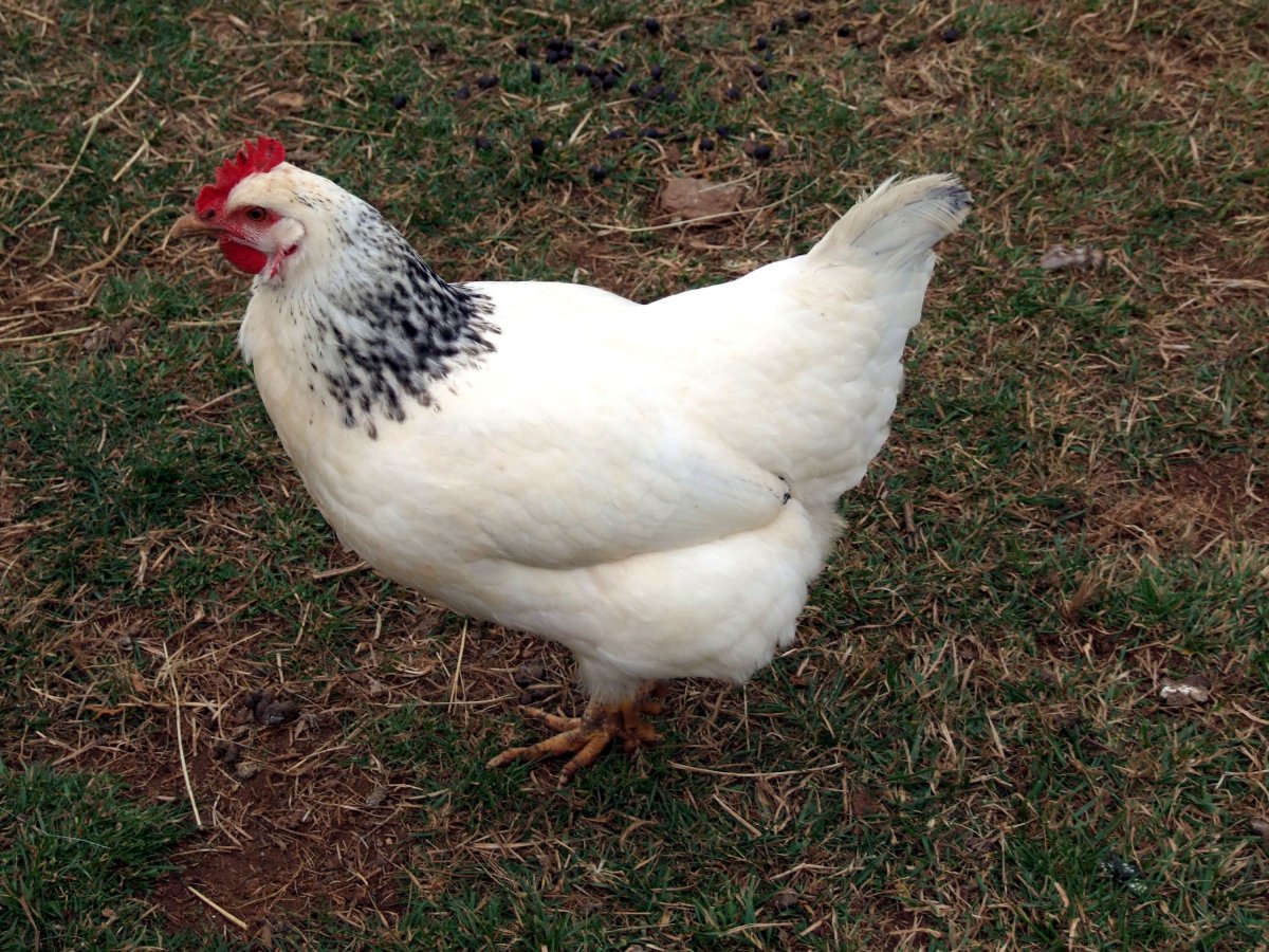 Куры породы Кучинская Юбилейная характеристика