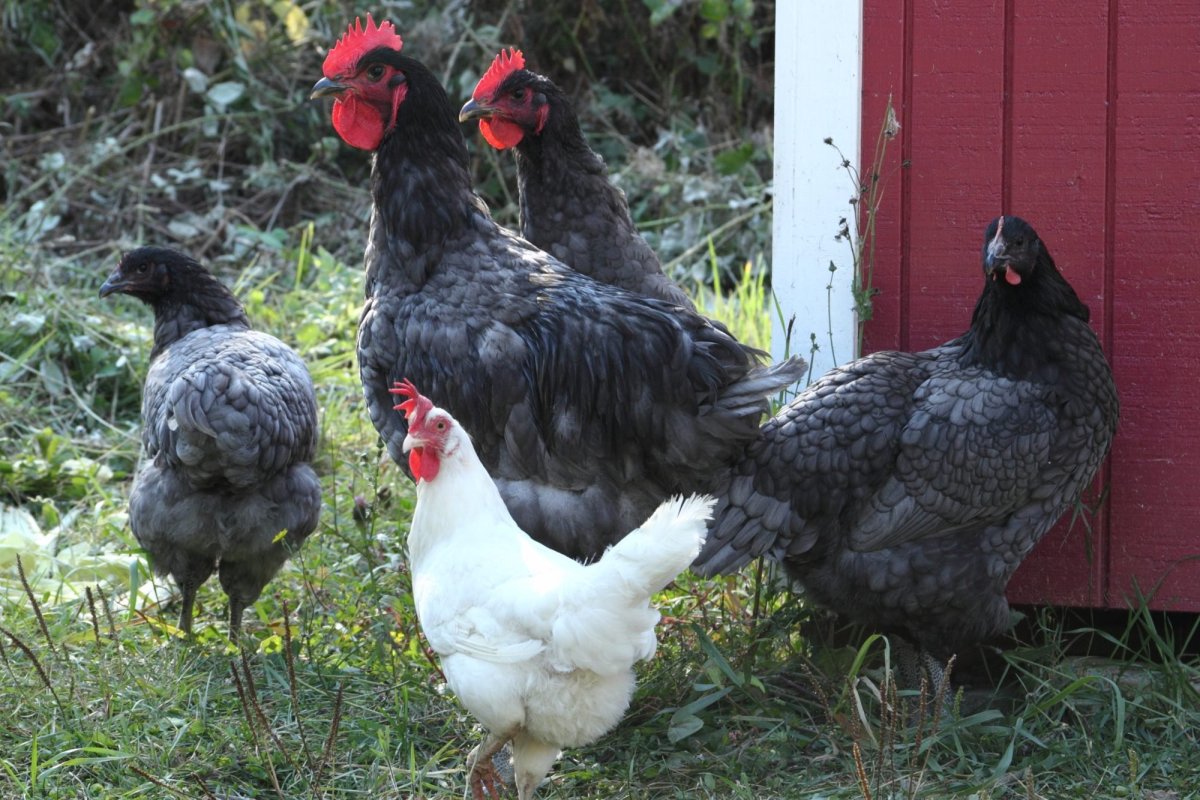 Куры порода джерси белый