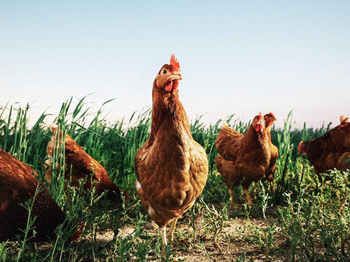 Гигантский петух