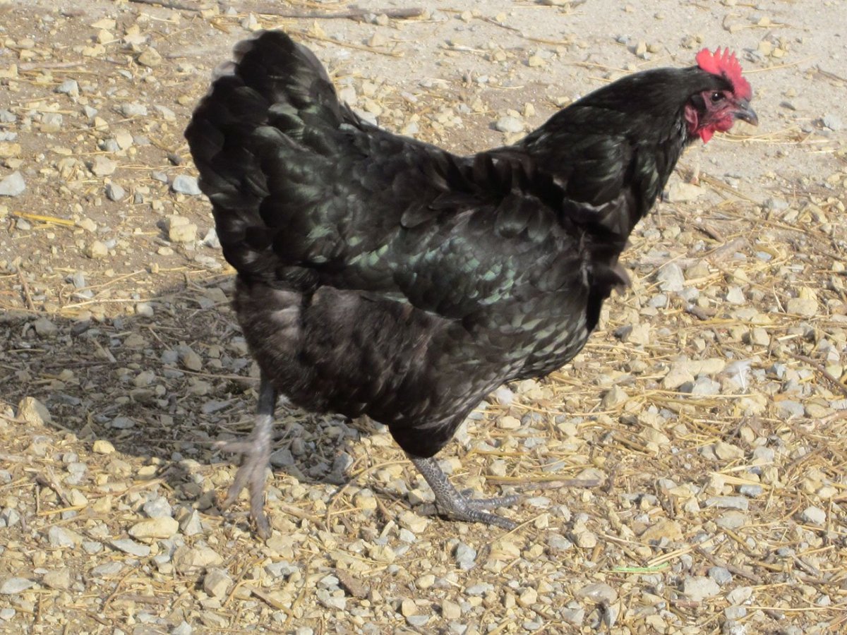 Джерсийский гигант порода