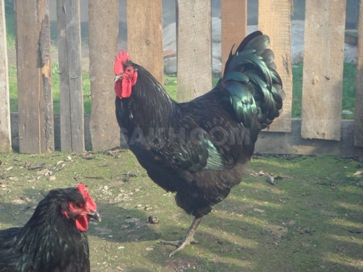 Возраст курицы