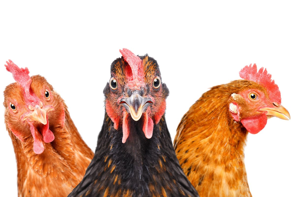 Куры с лохматыми ногами
