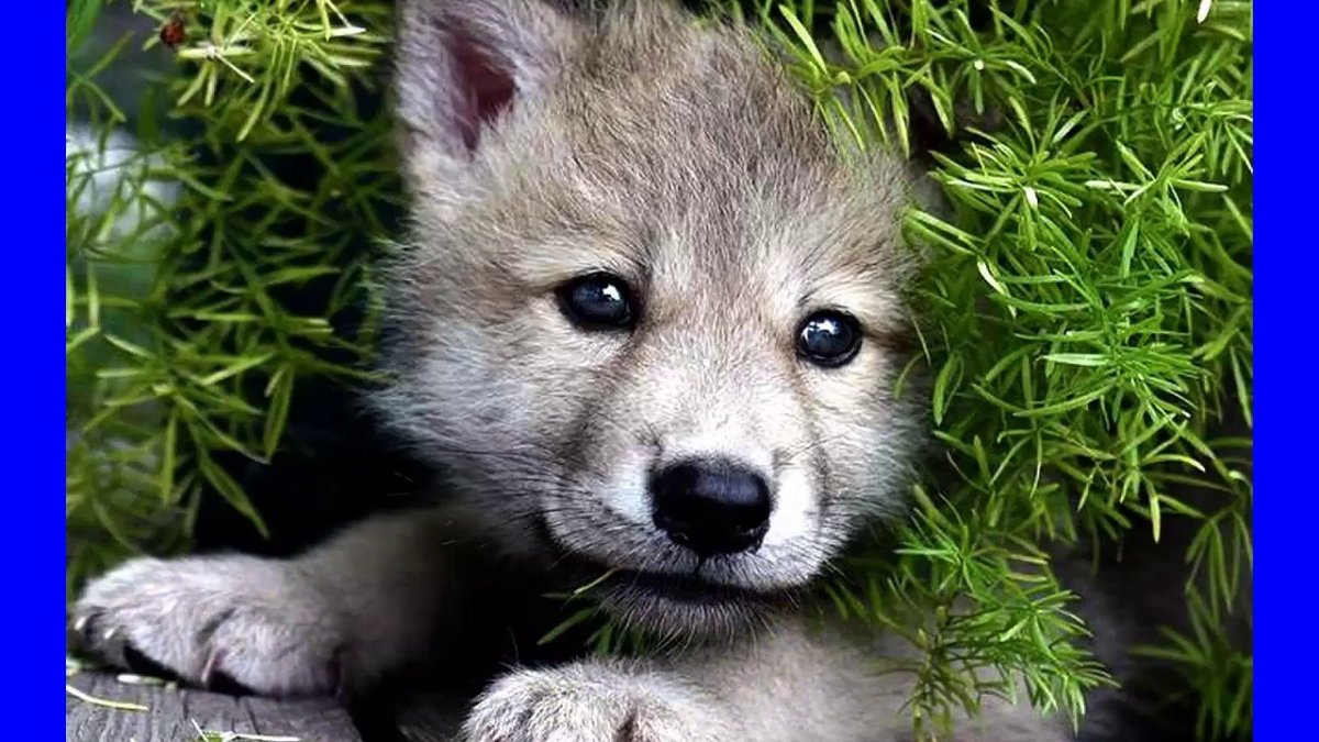 Про маленького волчонка