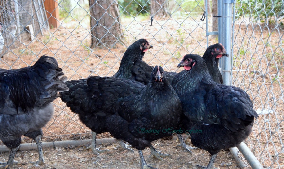 Порода мастер грей Гриз бар