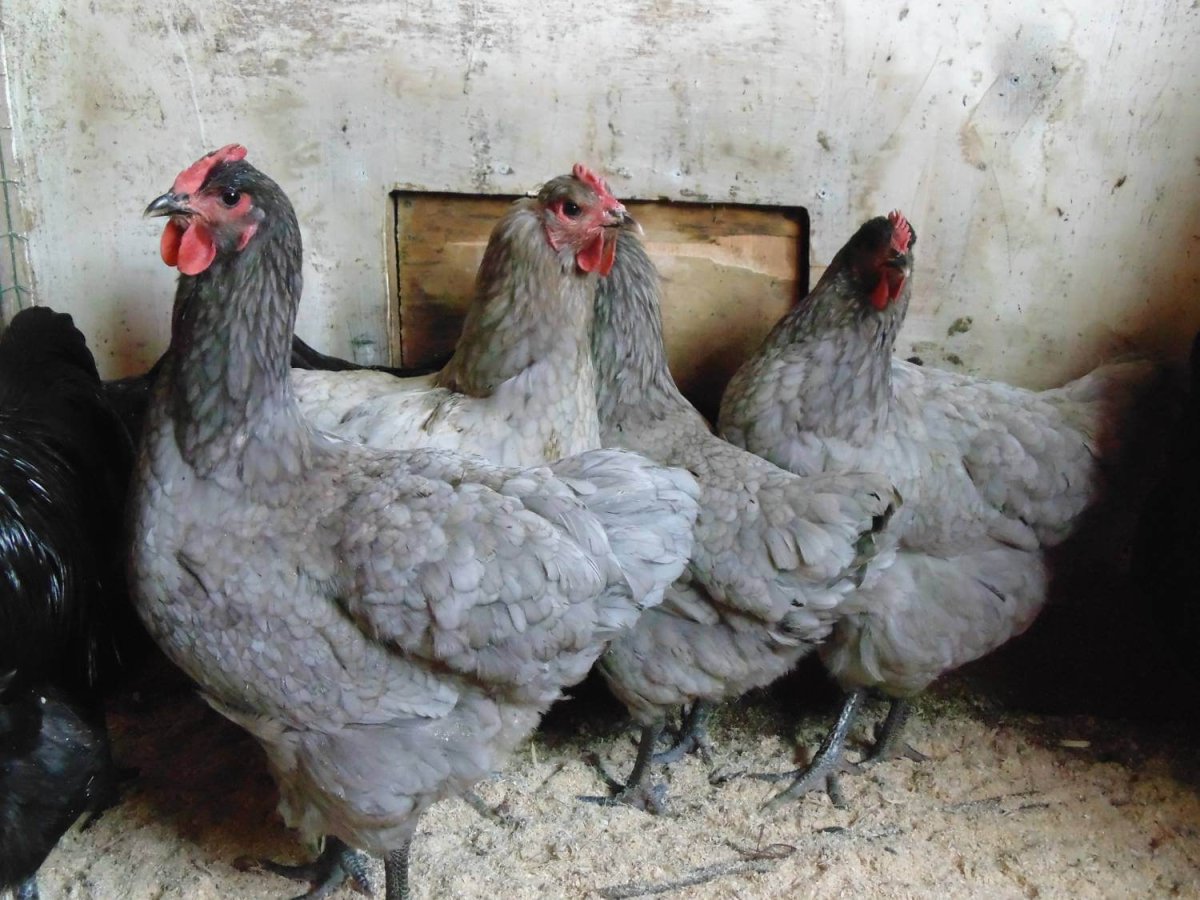 Название пород кур несушек