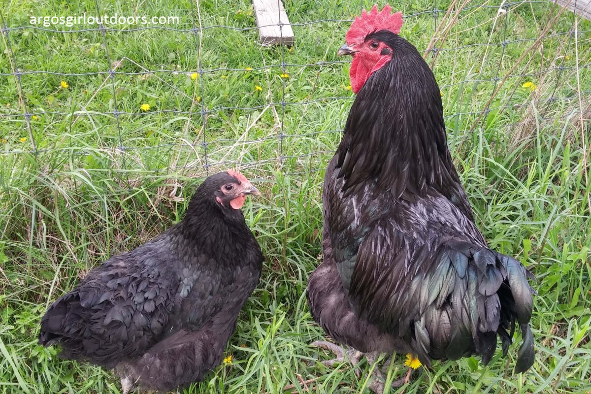 Джерсийский гигант мясо