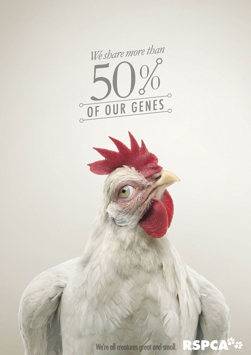 Виандот полосатый