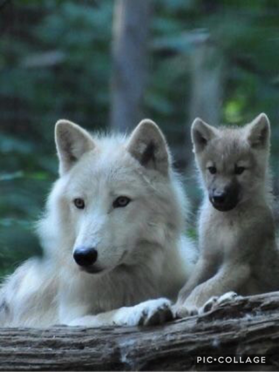 Волк с волчатами