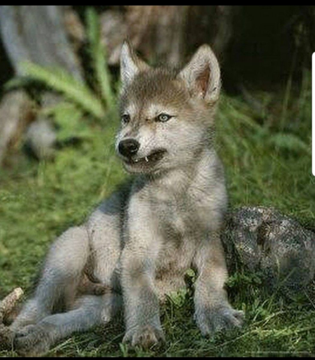 Маленький волк